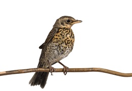 Thrush on a branch 