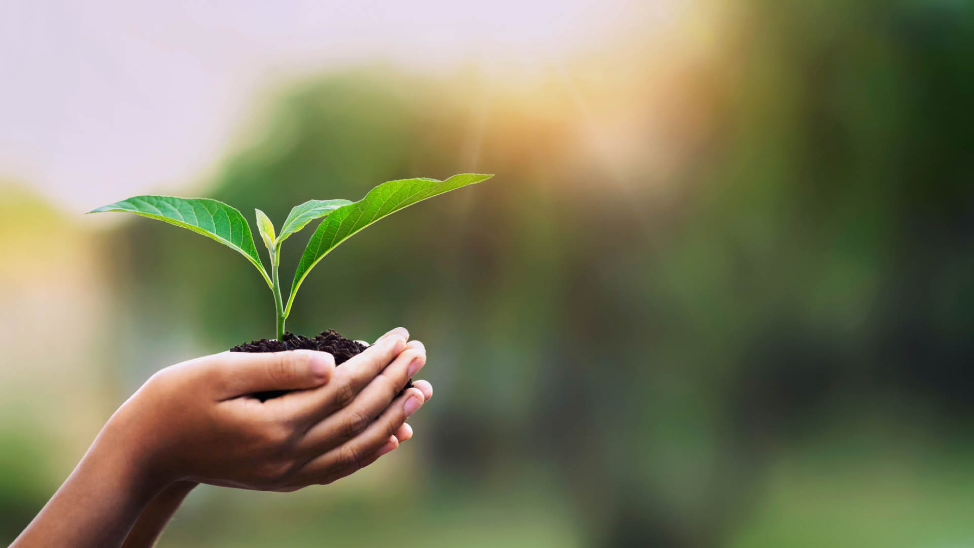 hand holding a plant