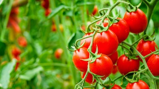 Ripe red tomatoes on the leaf