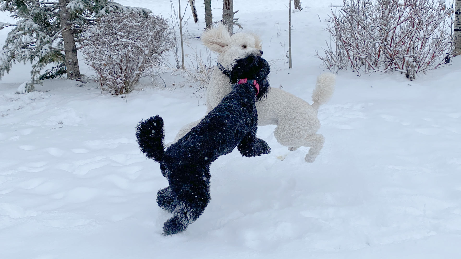 Dog in the snow