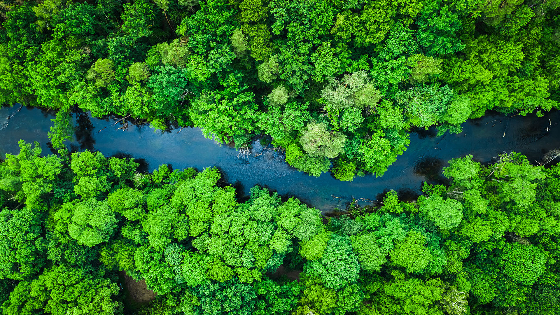 green forest and river