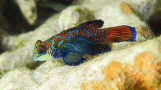 blue and orange fish