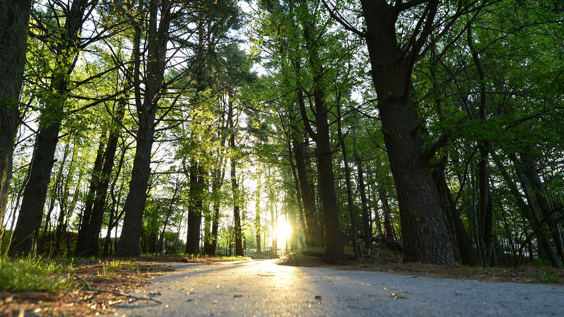 Trail in forest with light streaming through tree