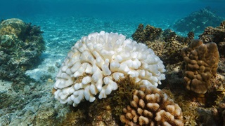 Coral reef in the ocean