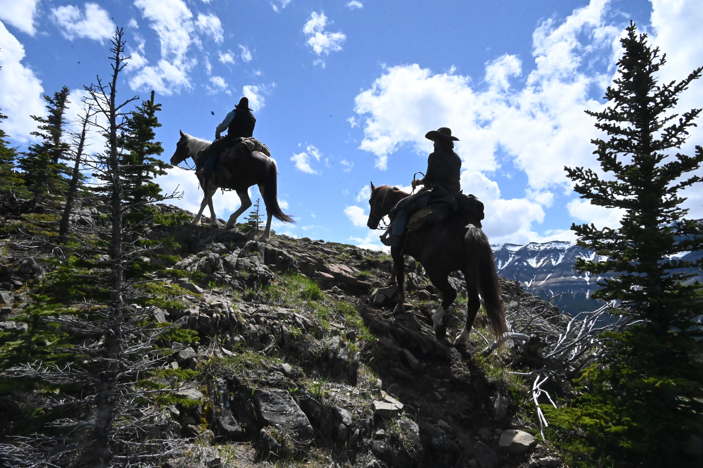 Horses in the Rockies