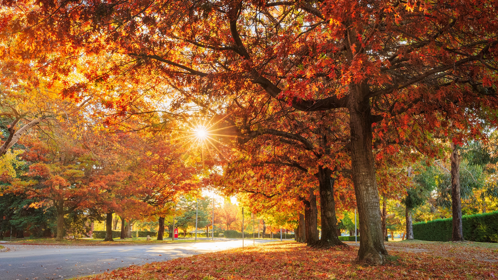 Autumn trees in Canberra