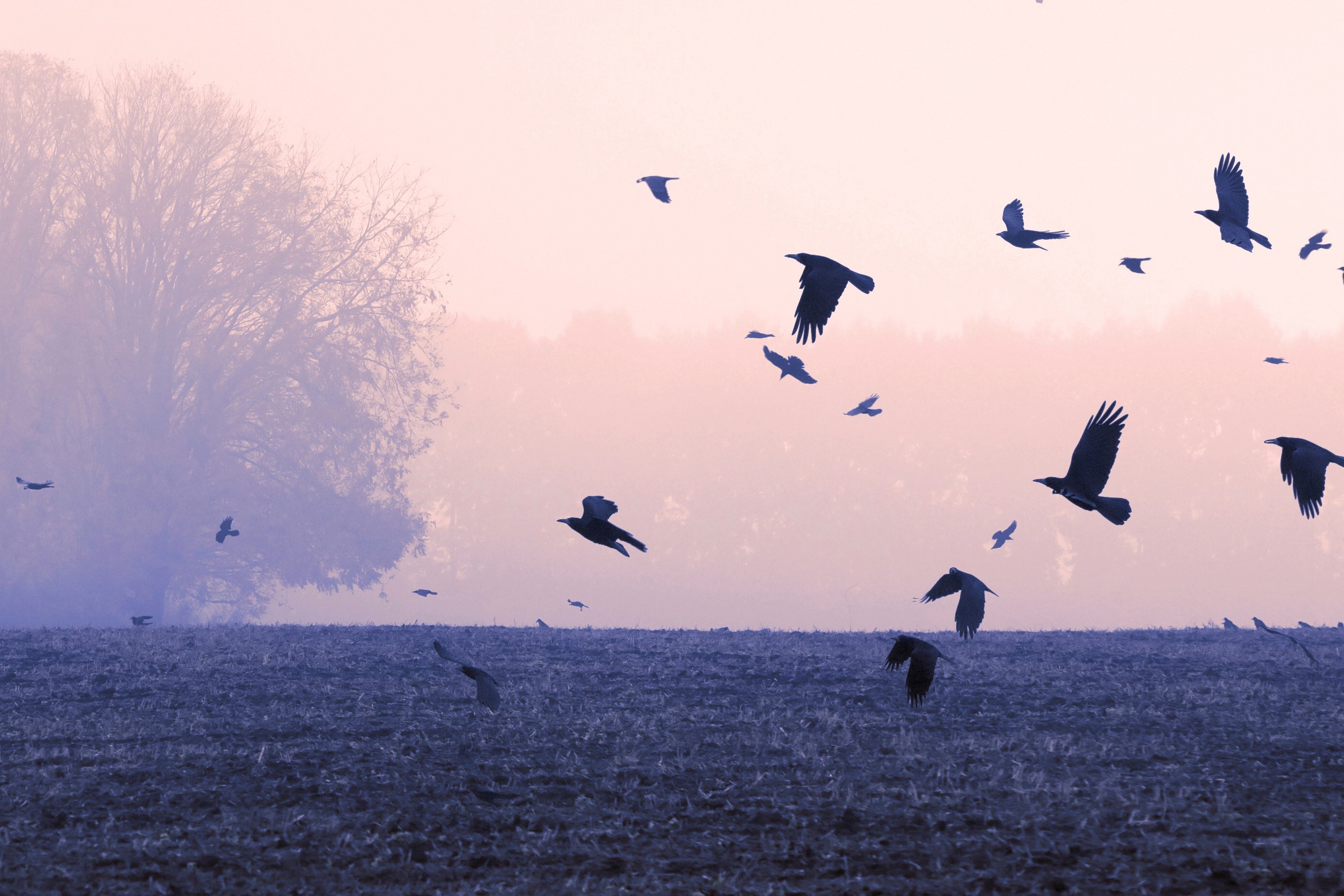 rooks over fields