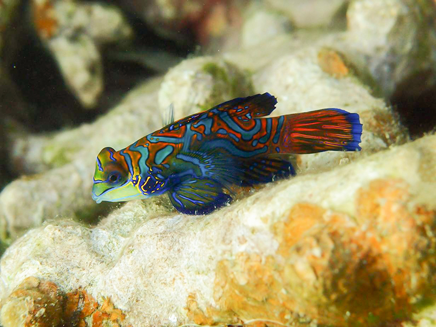 Mandarin fish