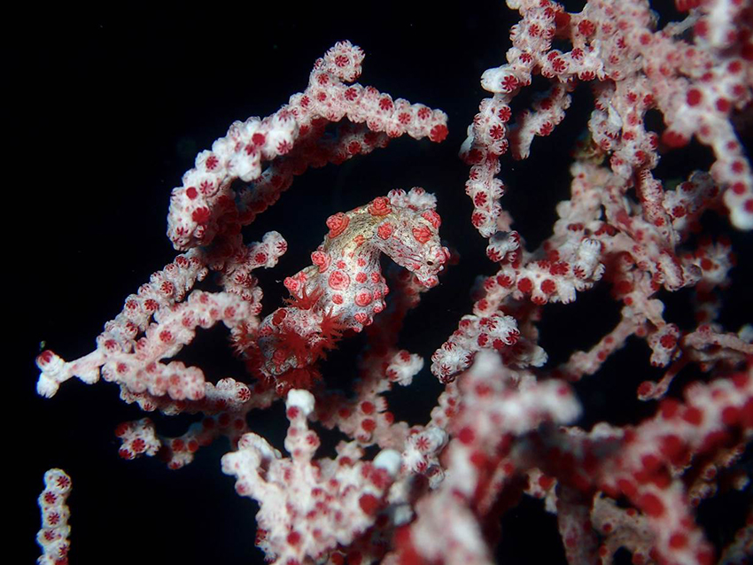 Red pygmaea sea horse