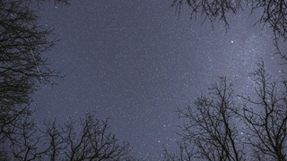 oak trees and the night sky with stars