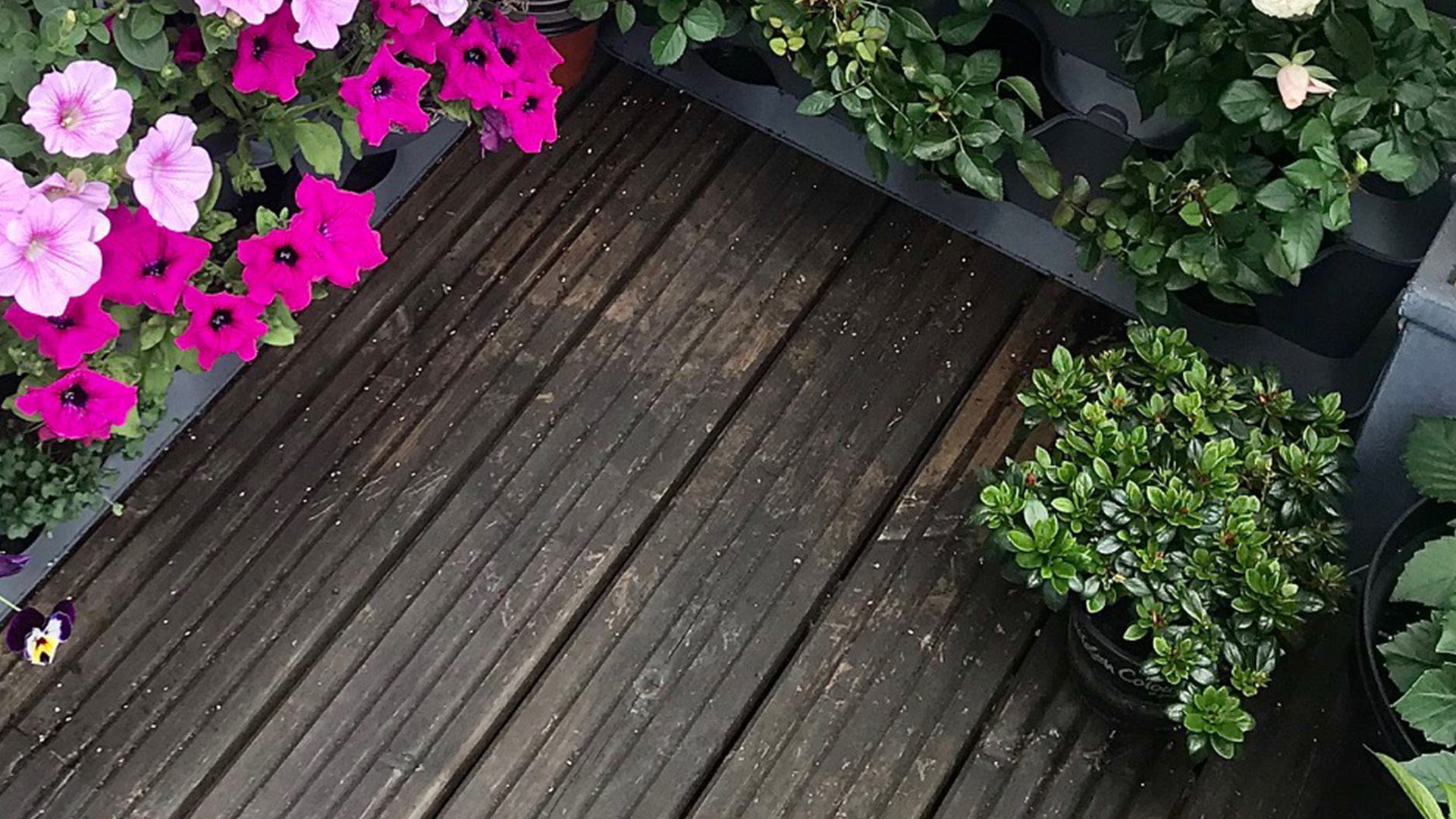 plants on deck