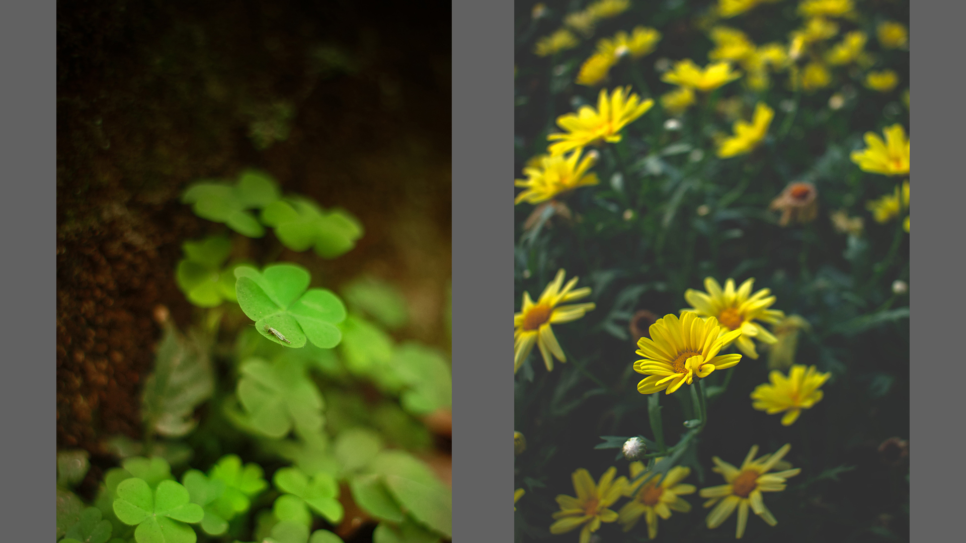 green ferns to the left and yellow flowers to the right