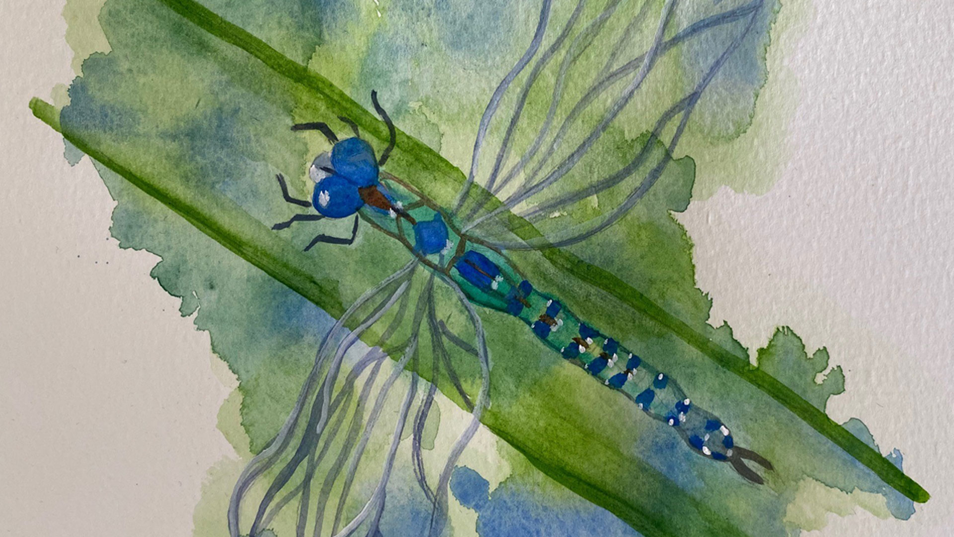 Dragonfly