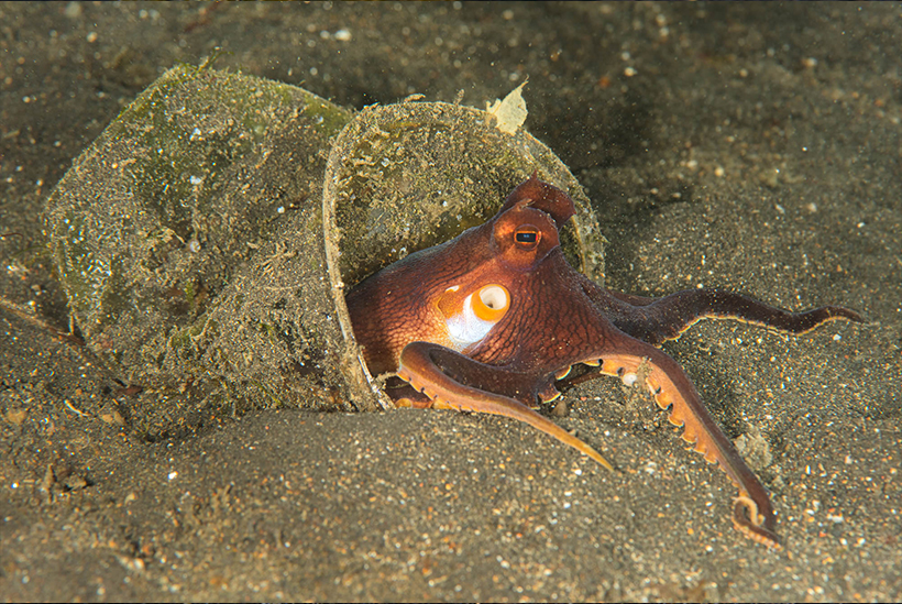 octopus