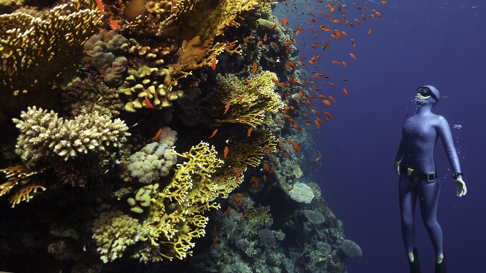 Freediver