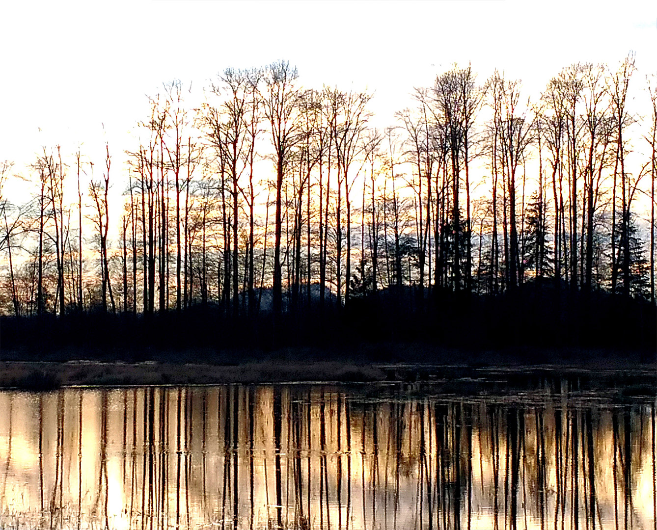 Forest with water