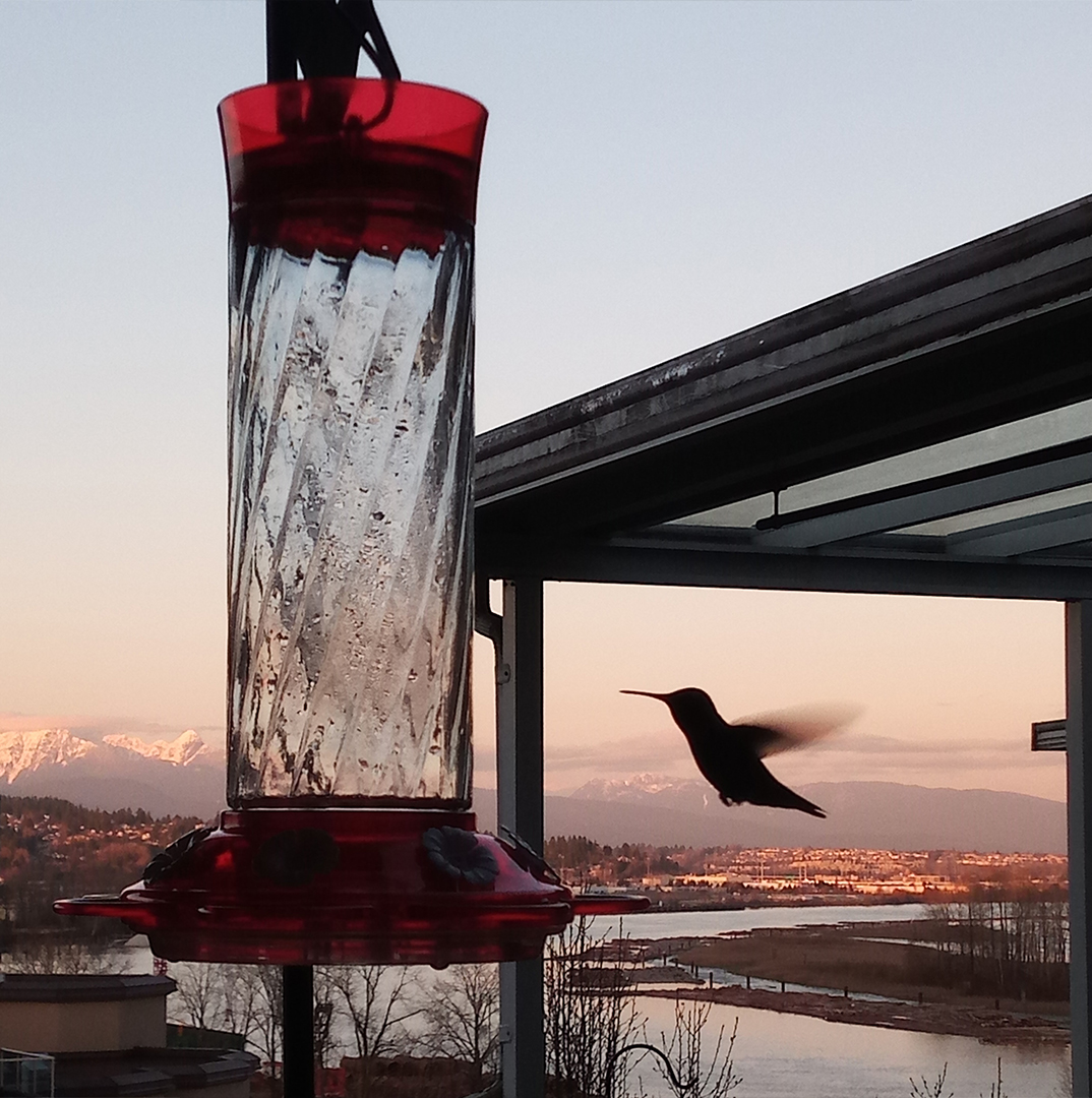 Bird flying to a bird feeder