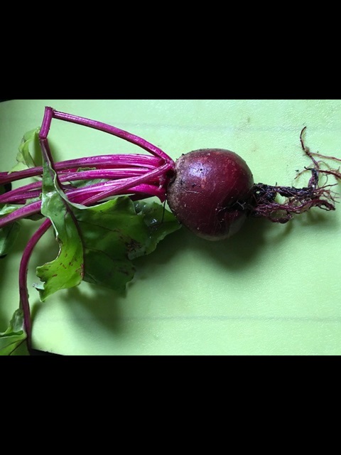 A photograph of a beetroot