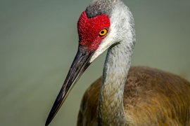 Sandhill crane with beautiful long beak and wise yellow eye