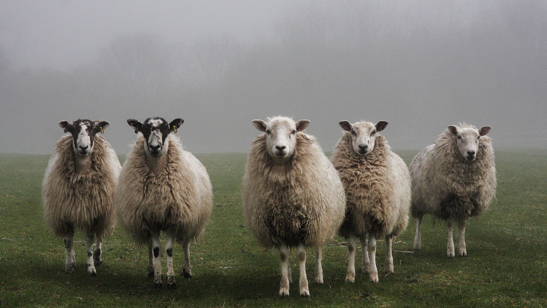 five sheep standing in formation in a field with morning mist