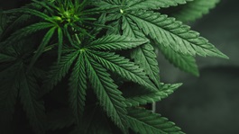cannabis leaves background
