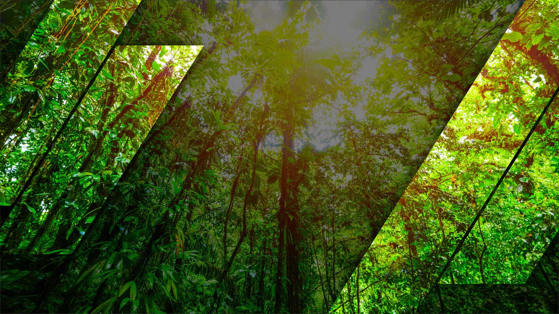 Global Survey: Moving towards net-zero