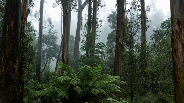 Australian-Mountain-Ash