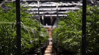 Cannabis - Marijuana plants