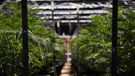 Cannabis growing indoors