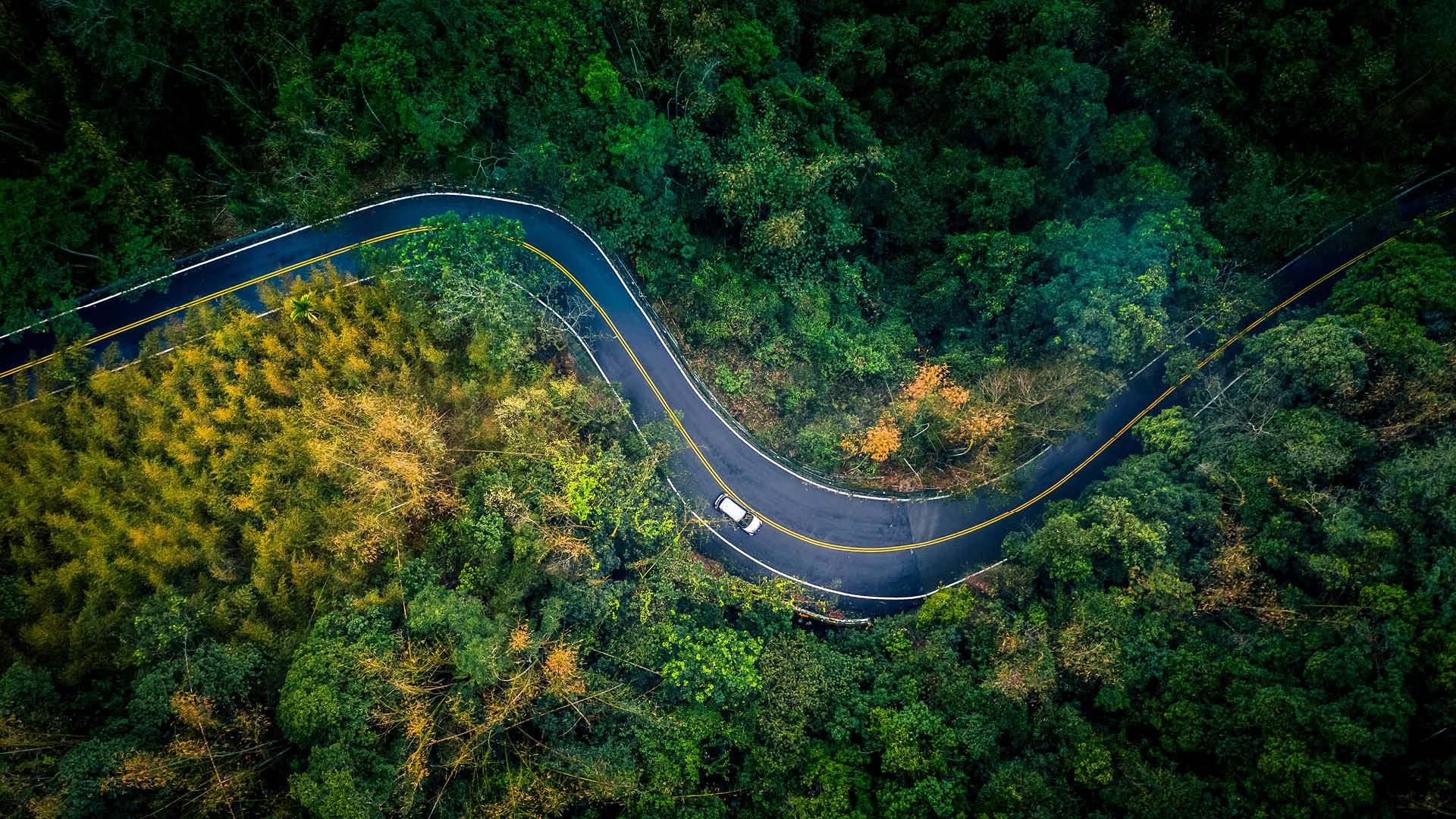 car in the forest