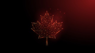 Canadian maple leaf on a red background