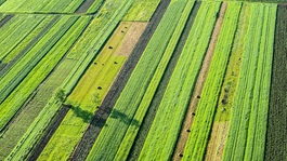 Consumer markets-land-farming-farm-esg-green-rice