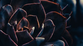 dark-cactus-background