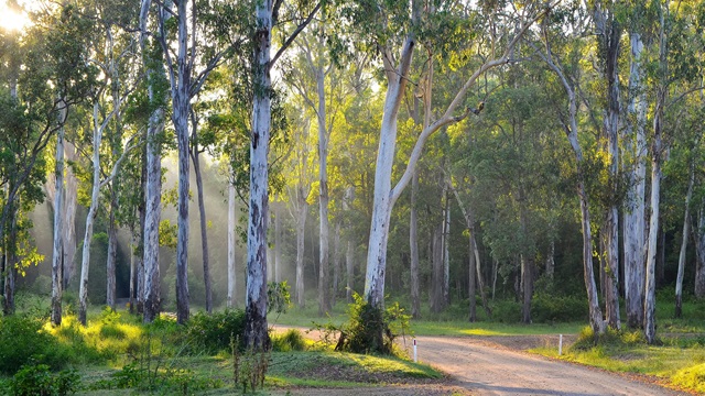 Environment-forest-trees-moss-grass-green