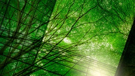 Environment-natural-resources-esg-trees-AdobeStock_464993283