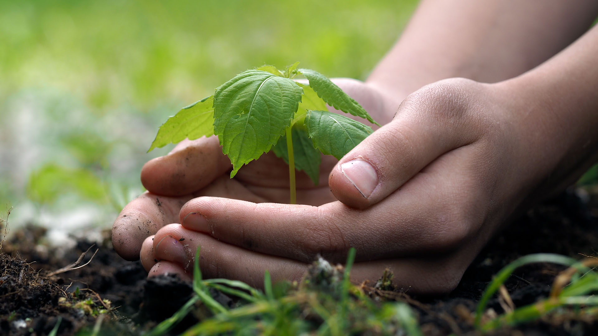 Environment-plant-planting-trees-greens-soil-growth