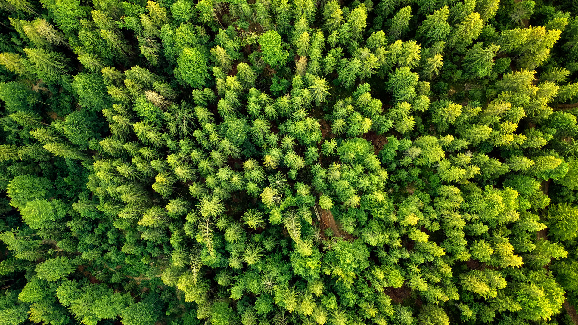 green forest