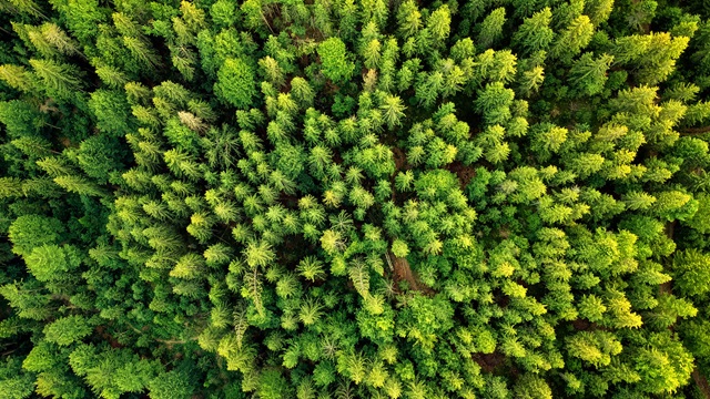 Green forest