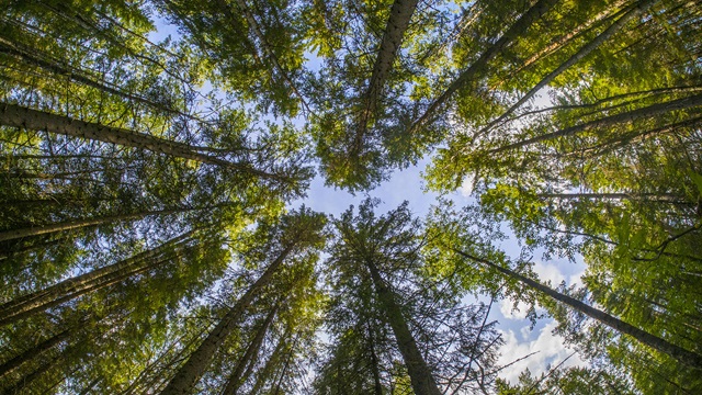 trees
