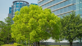 Environmental-law-trees-green