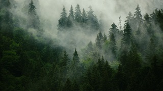 ESG-environment-trees-fog-green-global-warming-climate-change-AdobeStock_167720496