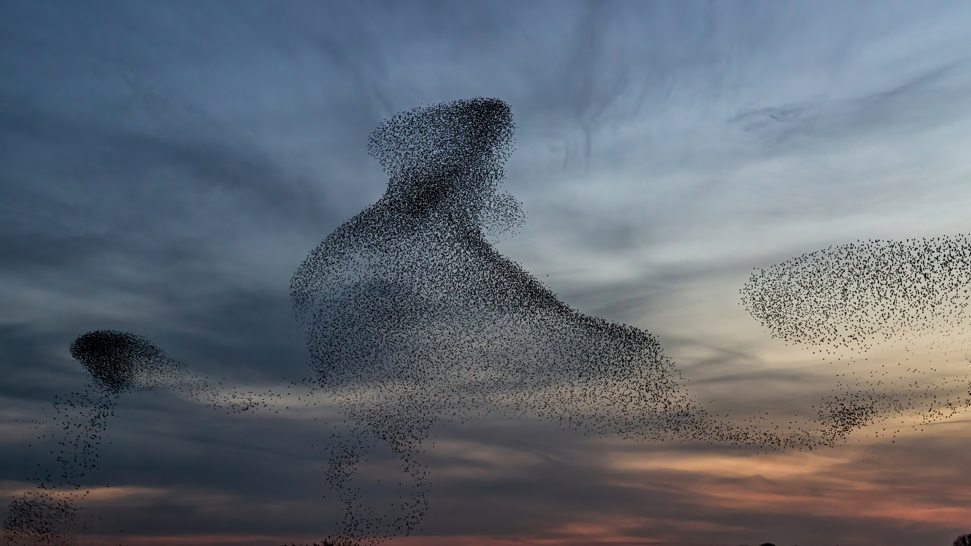 Flock of birds night sky