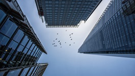 Generic-buidling-birds-freedom-offices-AdobeStock_405641980