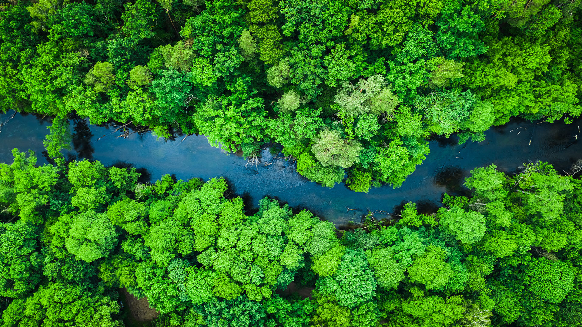 green forest and river