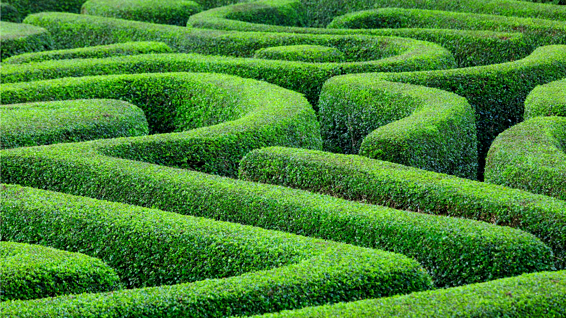 green plant maze