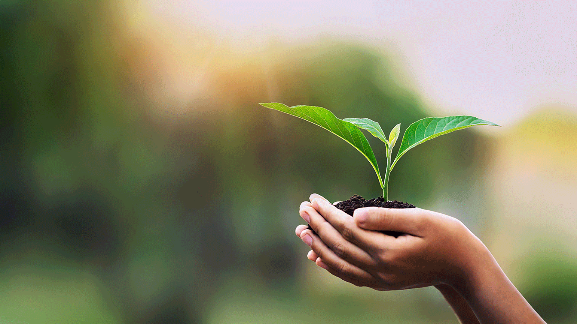 hand holding a plant