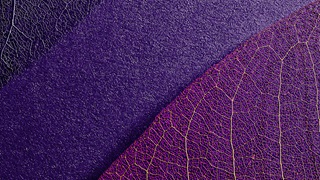 purple leaf