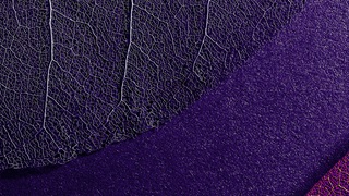 Close up of purple leaf
