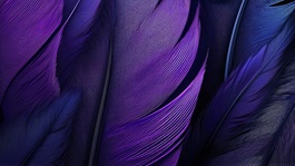 purple feathers
