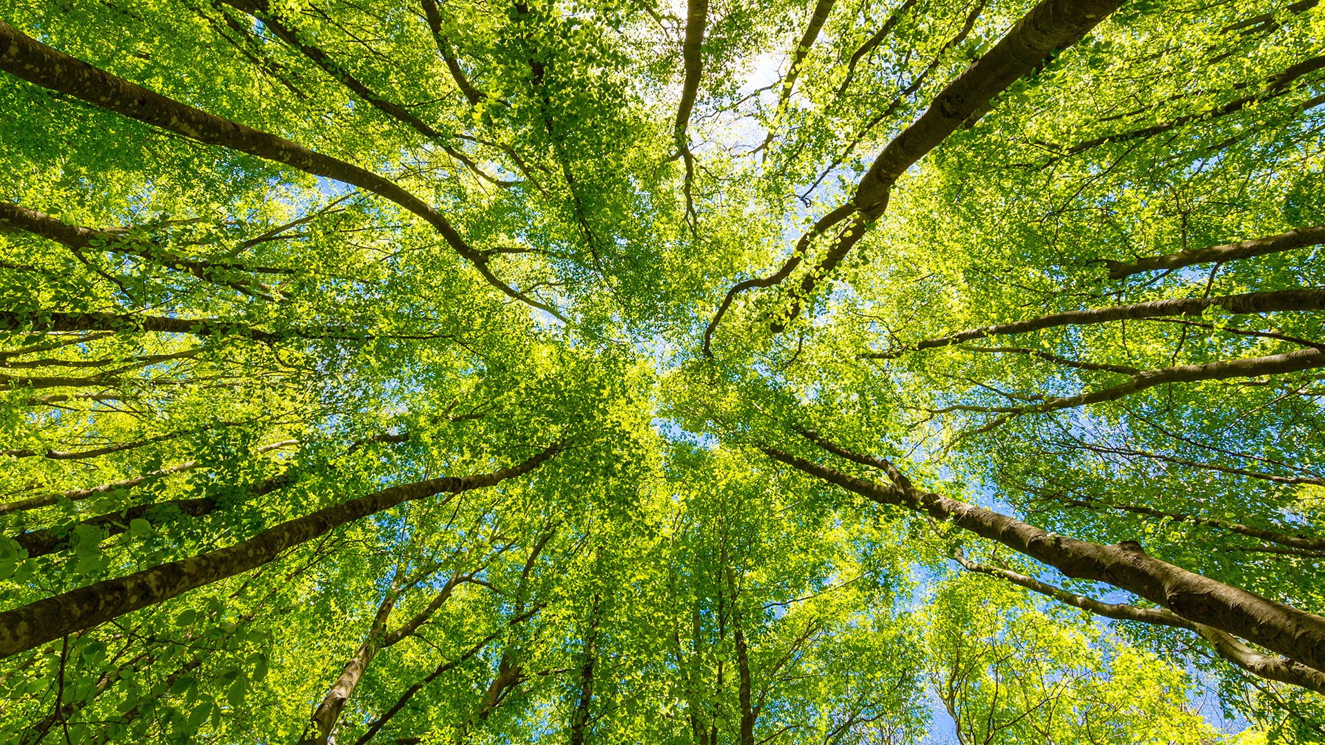 Looking-up-at-the-green-tops-of-trees